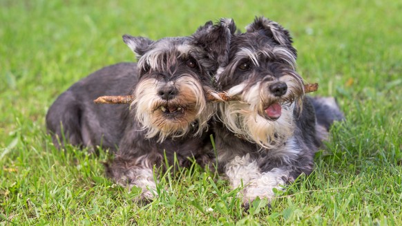 Miniatur Schnauzer