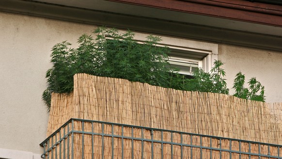 Hanfpflanzen (Cannabis Sativa) recken sich auf einem Dach in Zuerich der Sonne entgegen im Herbst 2005. (KEYSTONE/Alessandro Della Bella) === , ===