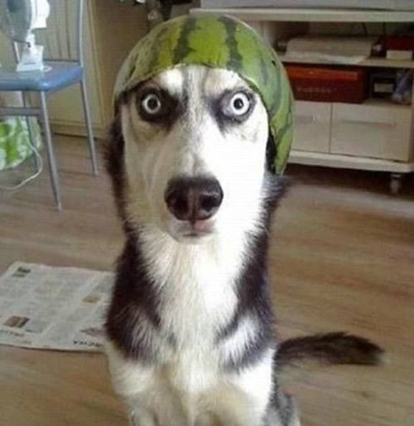 Hund mit Wassermelone auf dem Kopf.
Cute News
https://www.reddit.com/r/aww/comments/4t2n5z/fashion_watermelon/