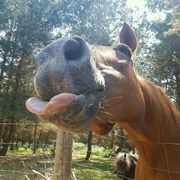 cute news tier pferd

https://ch.pinterest.com/pin/1121888957216989572/