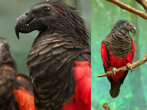 Dracula Parrot