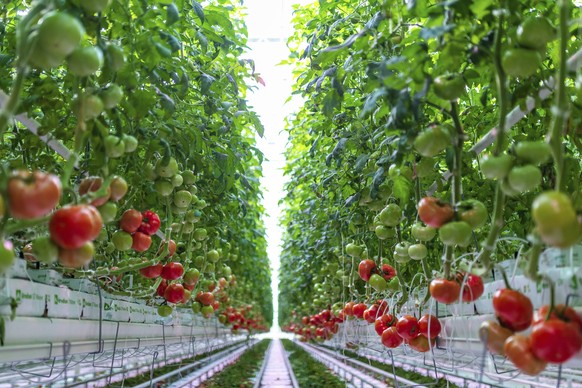 This Thursday, Jan. 14, 2021 photo provided by AppHarvest shows tomatoes being grown in their Morehead, Ky. facility. The company is one of several big players in the fast-growing indoor farming space ...