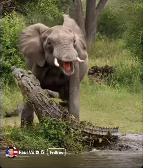 Beim langsamen Schauen sieht man es: Der Elefant ist in einer Videosequenz plötzlich ohne Rüssel.