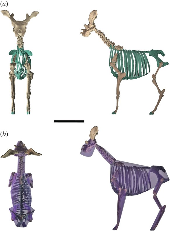 Rekonstruktion von S. giganteum. Rippen, Rücken und Becken (grün) wurden anhand der Anatomie von noch lebenden Verwandten rekonstruiert.&nbsp;Der schwarze Balken in der Mitte entspricht einem Meter.