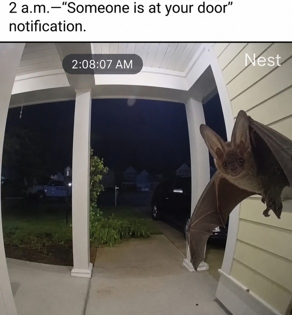 cute news tier fledermaus

https://www.instagram.com/p/DbSP2sXGZ03/