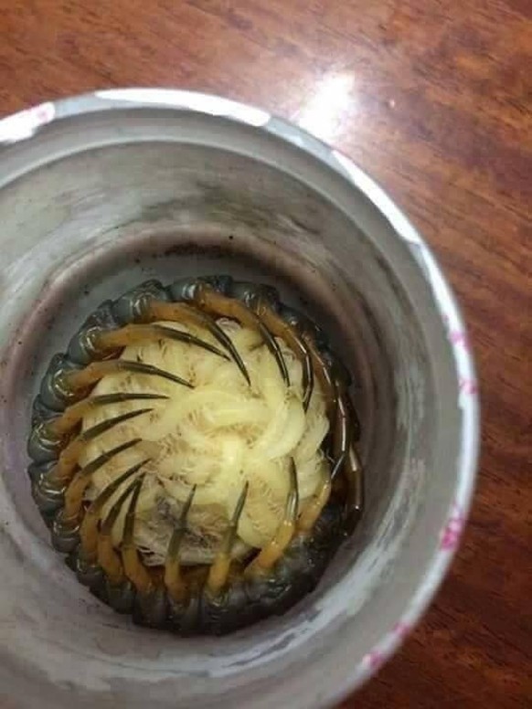 creepy nature

https://www.reddit.com/r/oddlyterrifying/comments/1fqye8x/this_is_not_a_clump_of_hair_its_one_of_the_most/