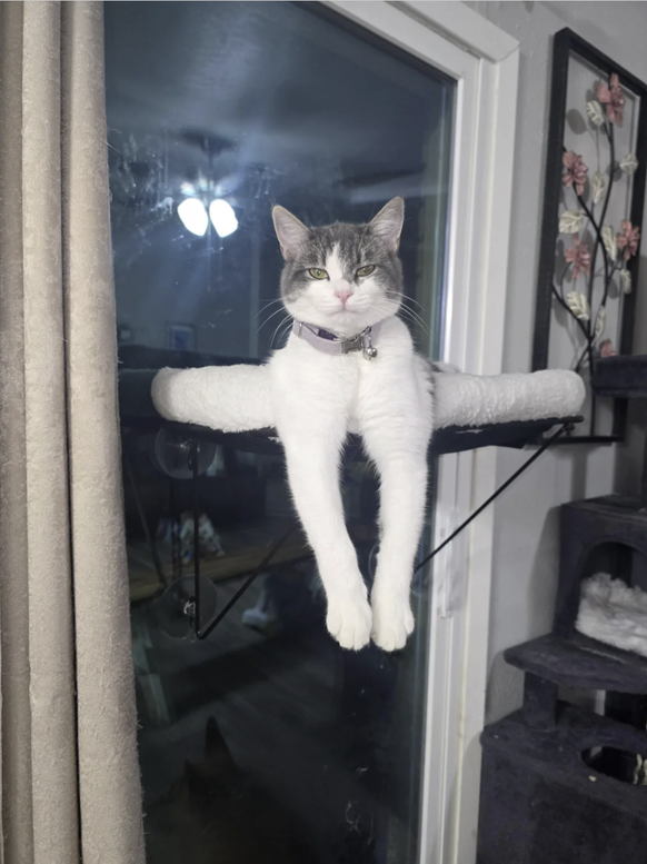 Die lustigsten Tierbilder der Woche: Katze dehnt