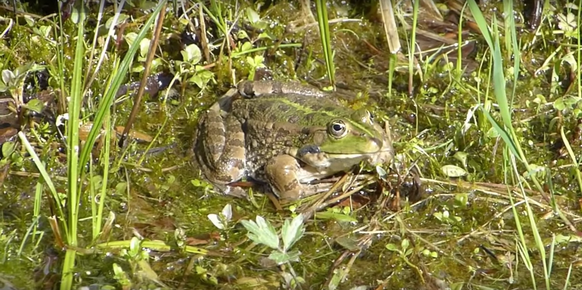 Der Seefrosch lässt die Rheinthaler Nachts nicht schlafen. Nun bedroht er auch den Churer Schlaf.