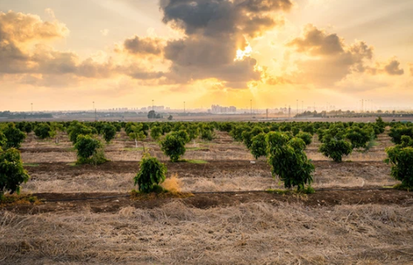 Unter anderem in Israel werden die Früchte auf Avocado-Plantagen unter viel Wasseraufwand angebaut.