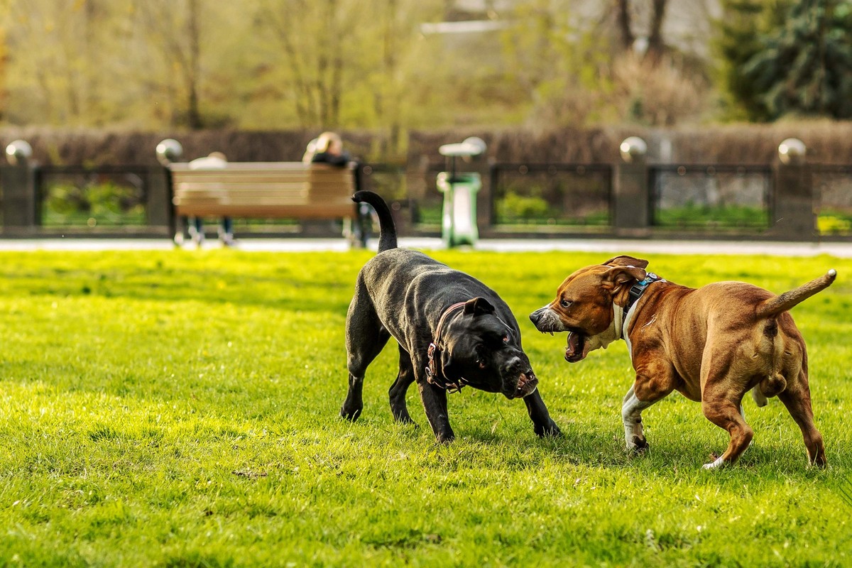 In St. Gallen eskalierte ein Streit zwischen zwei Hunden – ein Pitbull wurde mit einer Axt erschlagen. (Symbolbild)