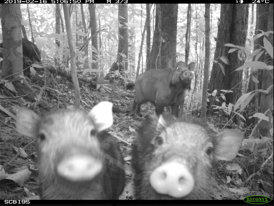 Lustige Bilder aus der Wildtierkamera