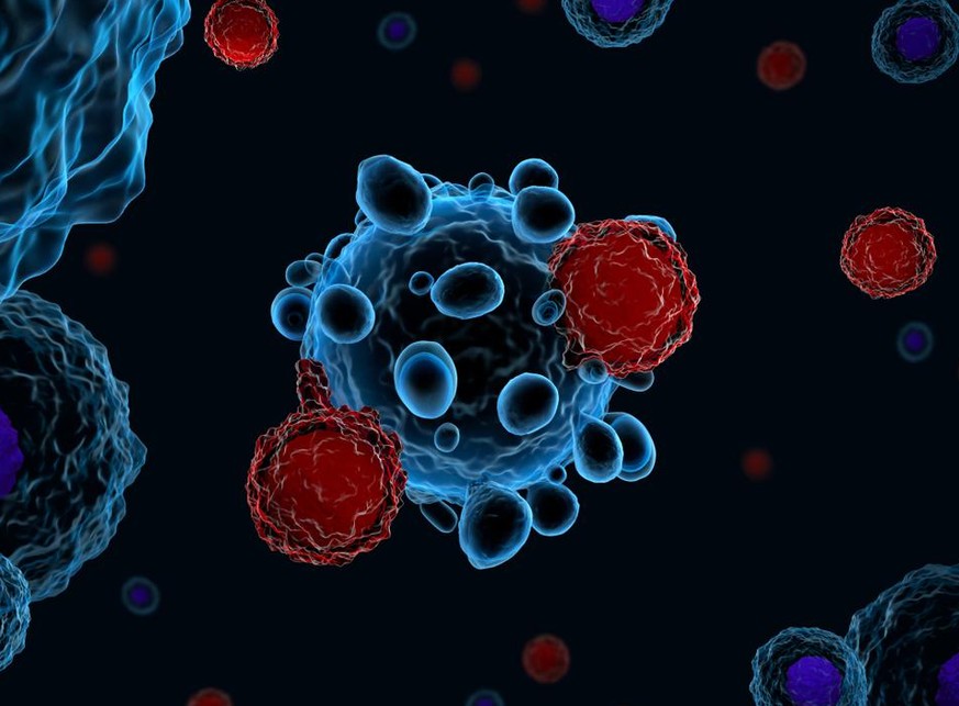 T-Zellen des Immunsystems, die Krebszellen angreifen.