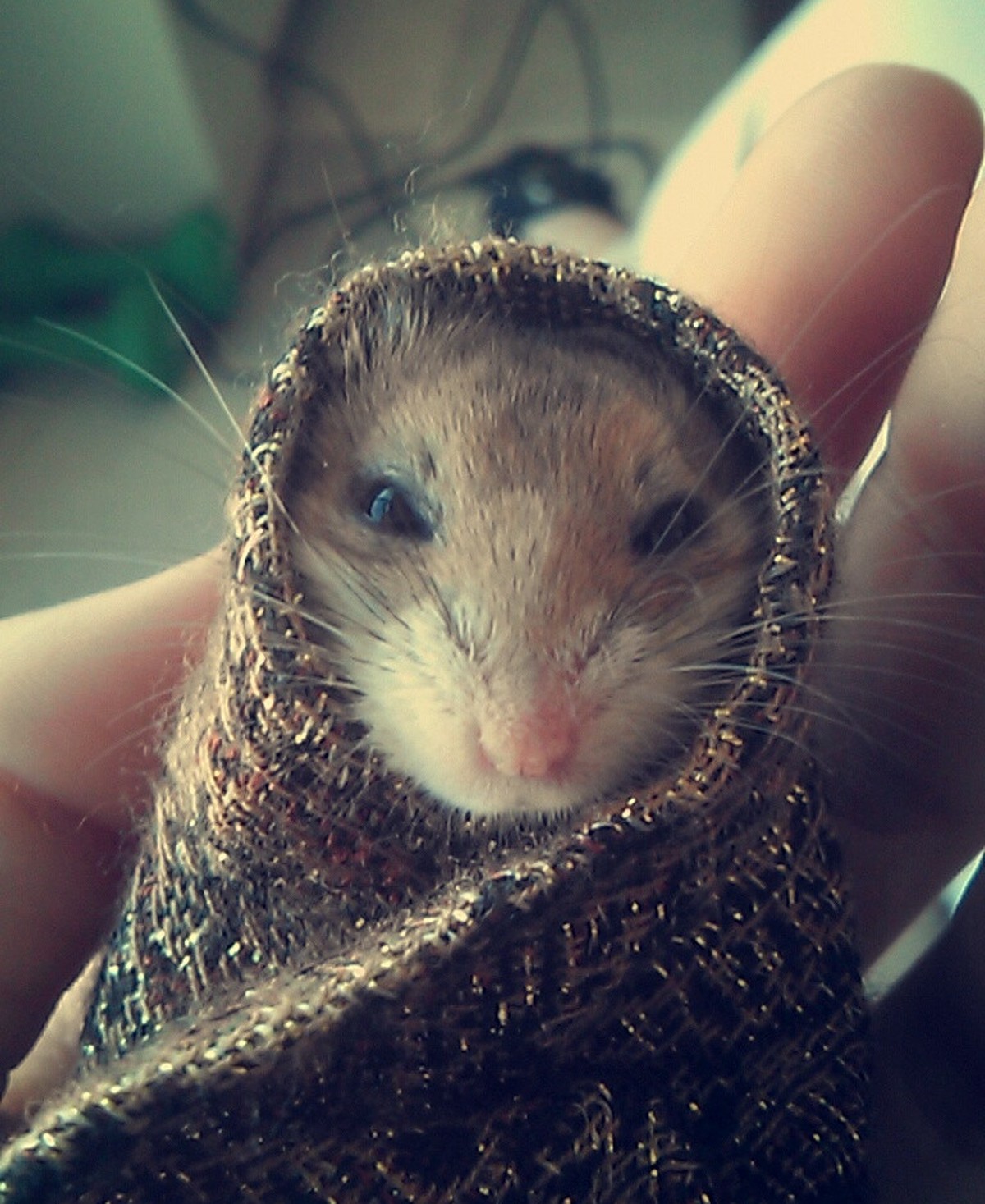 Hamster