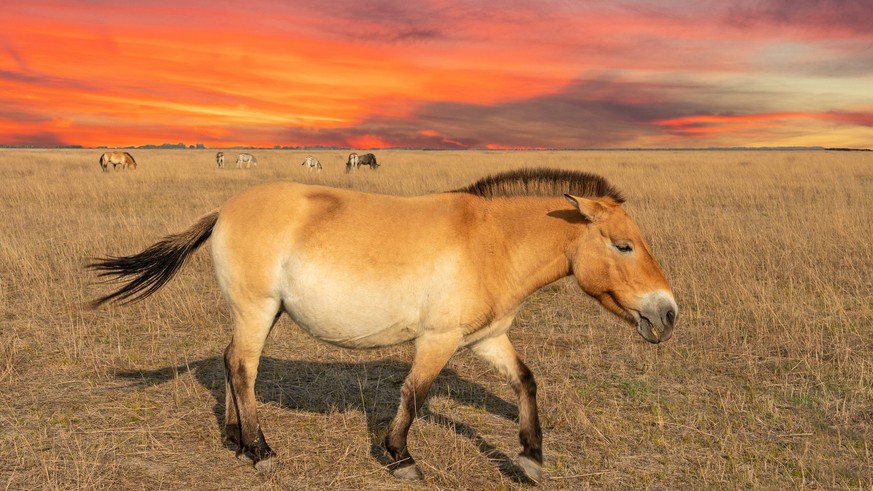 Beautiful horse on the steppe, sunset landscape. Przewalski&#039;s horse