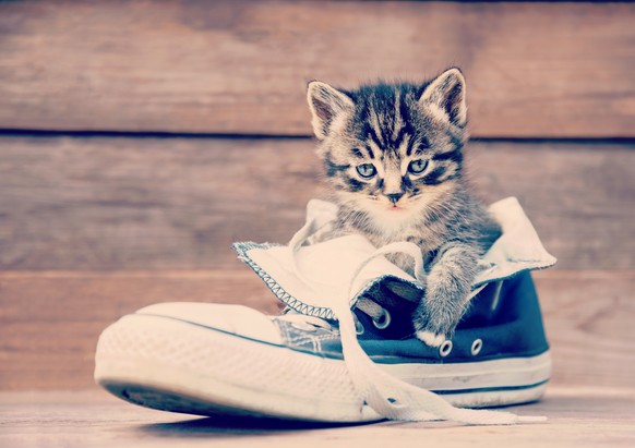 https://pixabay.com/de/tier-katze-niedlich-schuhe-drinnen-1845168/