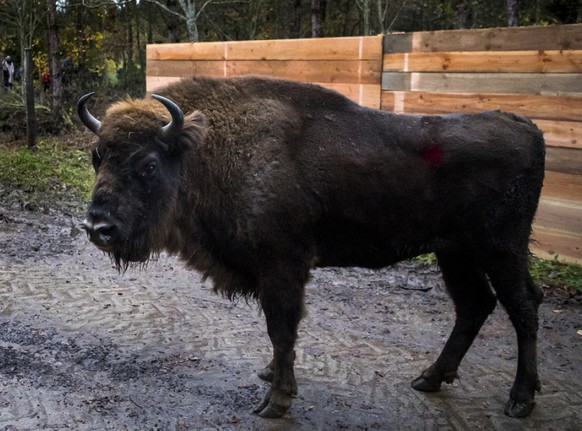 Ein Wisent bei seiner Ankunft in Suchy VD im November 2019. Rund ein halbes Jahr sp