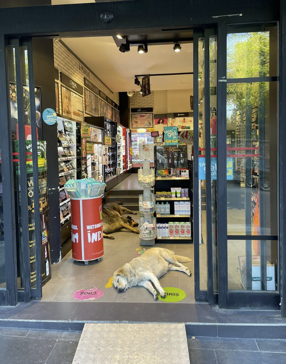 Die lustigsten Tierbilder der Woche