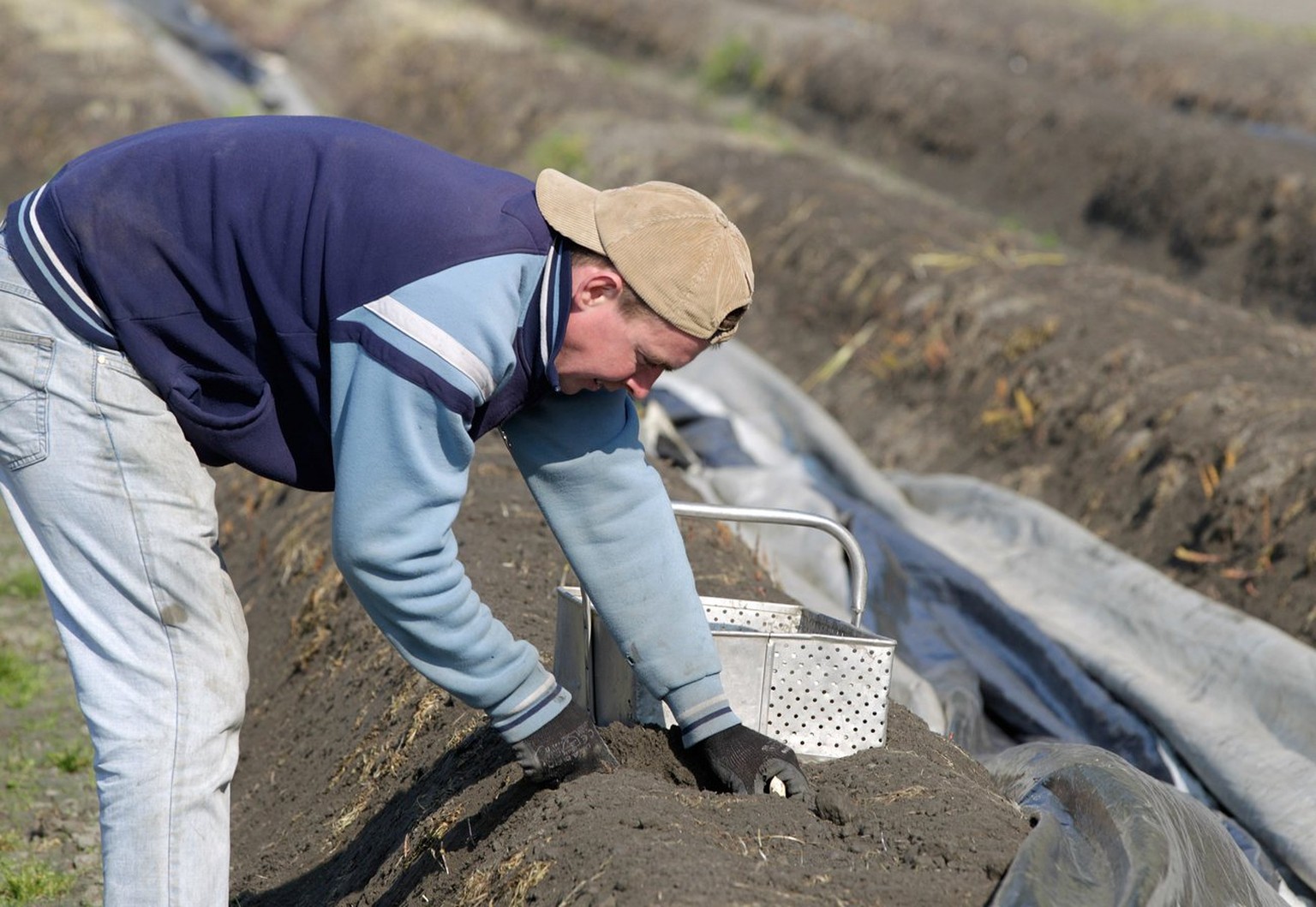 Spargelstechen, Fläsch GR.