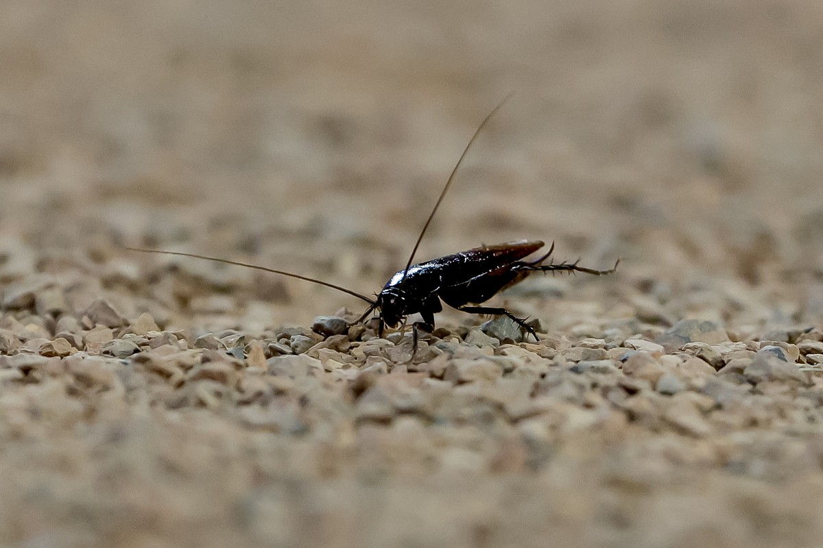 epa11454051 An American cockroach walks along the infield warning track during the ninth inning of an MLB baseball game between the San Francisco Giants and the Atlanta Braves in Atlanta, Georgia, USA ...