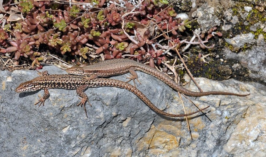 Wall lizards