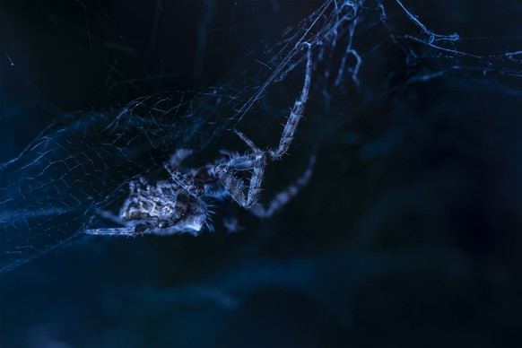Winner: Roberto García-Roa, University of Valencia
Web of life. Spain.
Only going really close to them one can see that spiders, which are usually hated by a big part of society, are also vulnerable.  ...
