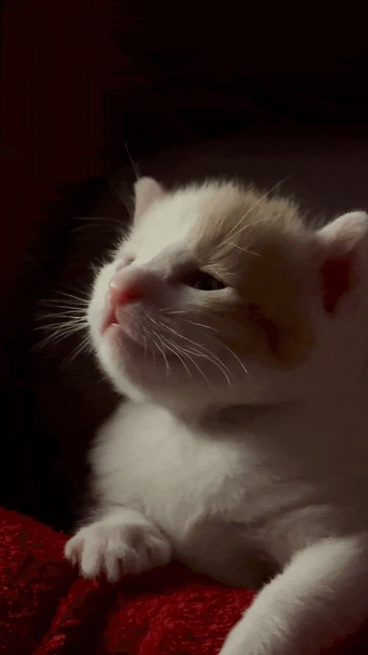 Animiertes GIF