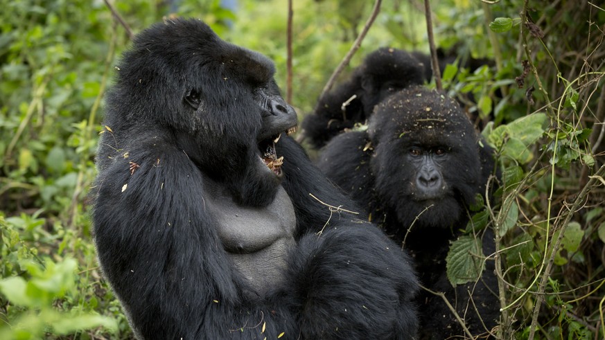 In this photo taken Friday, Sept. 4, 2015, a male silverback mountain gorilla, left, opens his mouth as a mother and baby sit next to him, right, from the family of mountain gorillas named Amahoro, wh ...