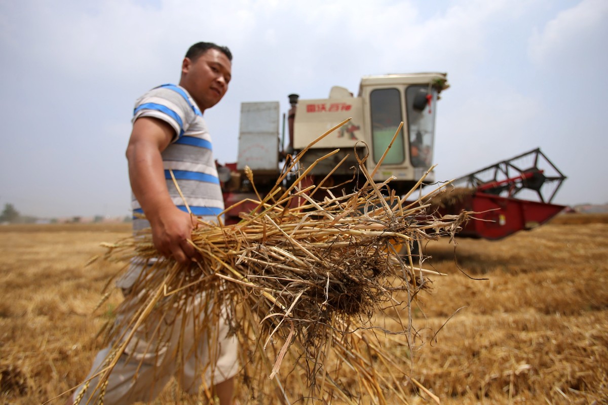 epa04249318 A Chinese farmer holds wheat as a reaping machine operates at a wheat field in rural Jiaozhou city, Shandong province, China, 11 June 2014. Chinese farmers started to harvest their wheats  ...