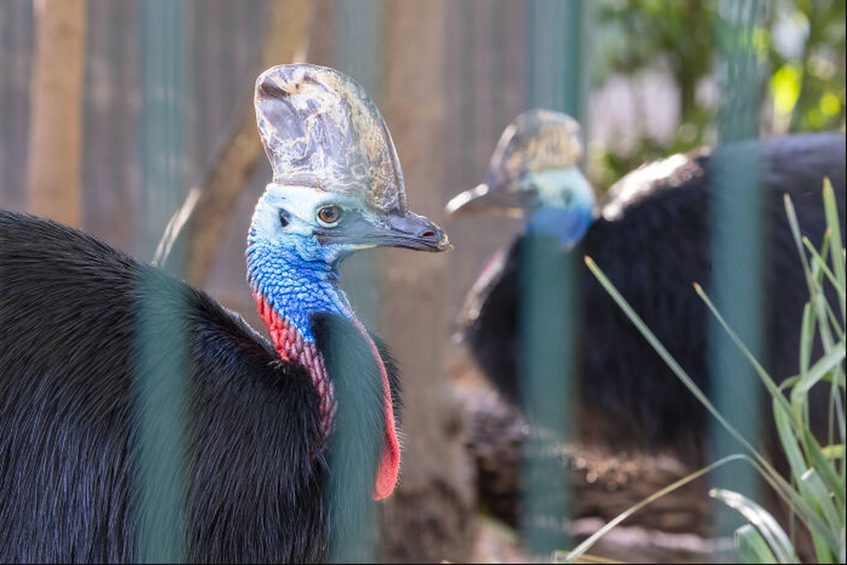 Kasuaren Zoo Adelaide

https://www.adelaidezoo.com.au/first-cassowary-egg-in-34-years/