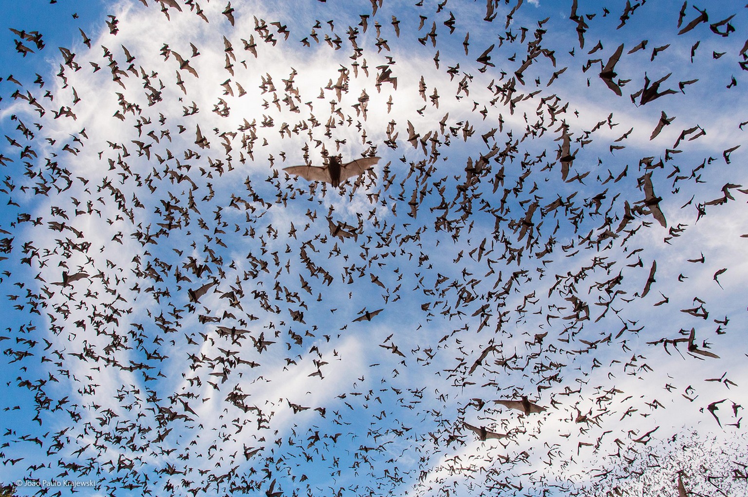 «Bat festival» («Fledermaus Festival»)