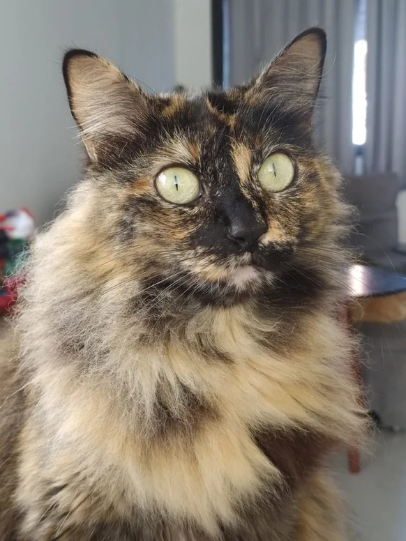 cute news tier katze

https://www.reddit.com/r/WhatsWrongWithYourCat/comments/15rsdst/she_was_frozen_like_that_for_good_20_minutes_no/