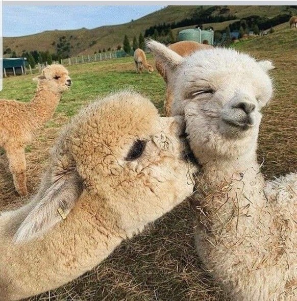 cute news tier llama

https://ch.pinterest.com/pin/1121888957176525854/