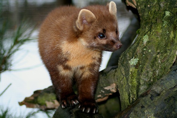 pine marten, , , 14.02.2006, Copyright: xMarclSchauerx Panthermedia229278.jpg
Fichtenmarder