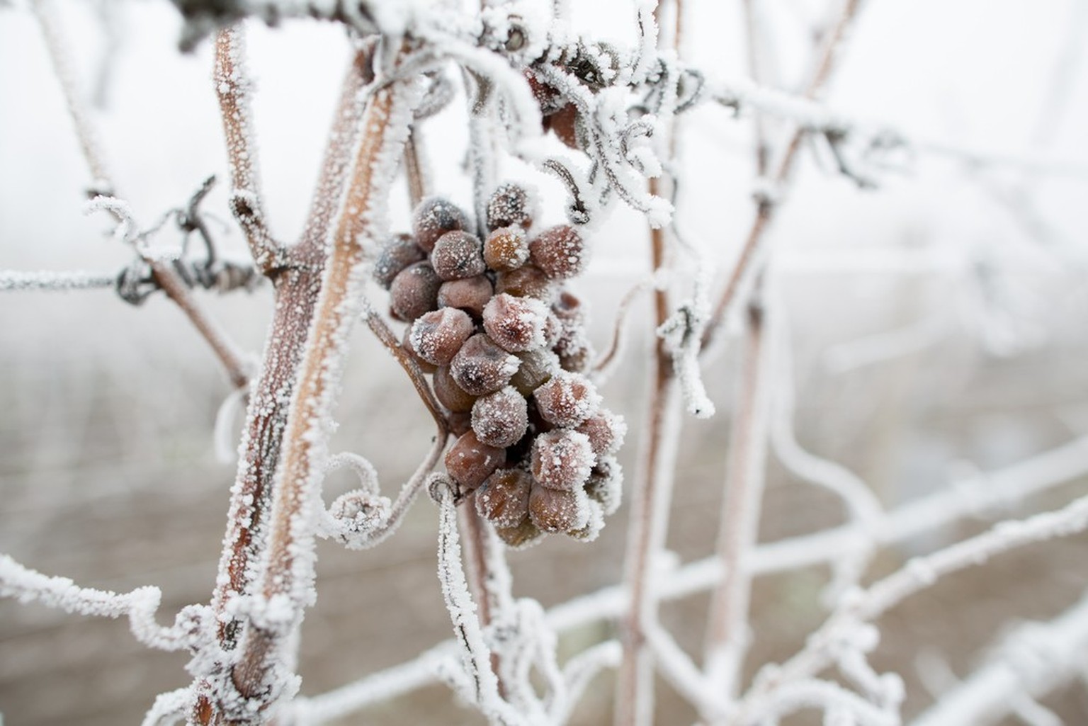 Eiswein. Rote Weintrauben für Eiswein im Winter und Schnee. Gefriergetrocknete Weintrauben mit weissen Flocken, der süsseste Wein stammt aus Trauben, die nach dem ersten Frost zerkleinert wurden.