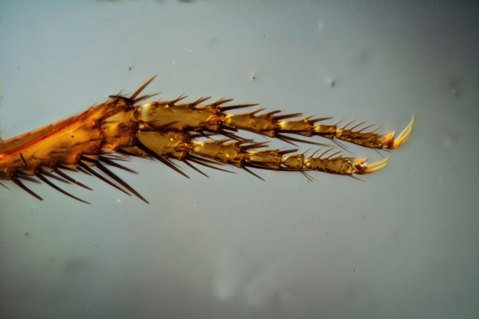 Foot of a flea with thorns.