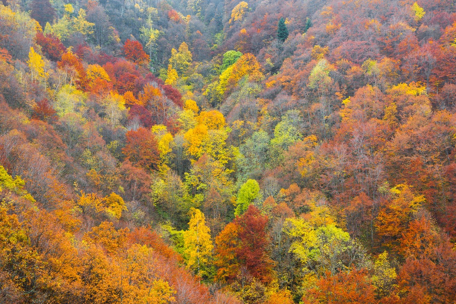 Laubwald im Herbst, Herbstwald