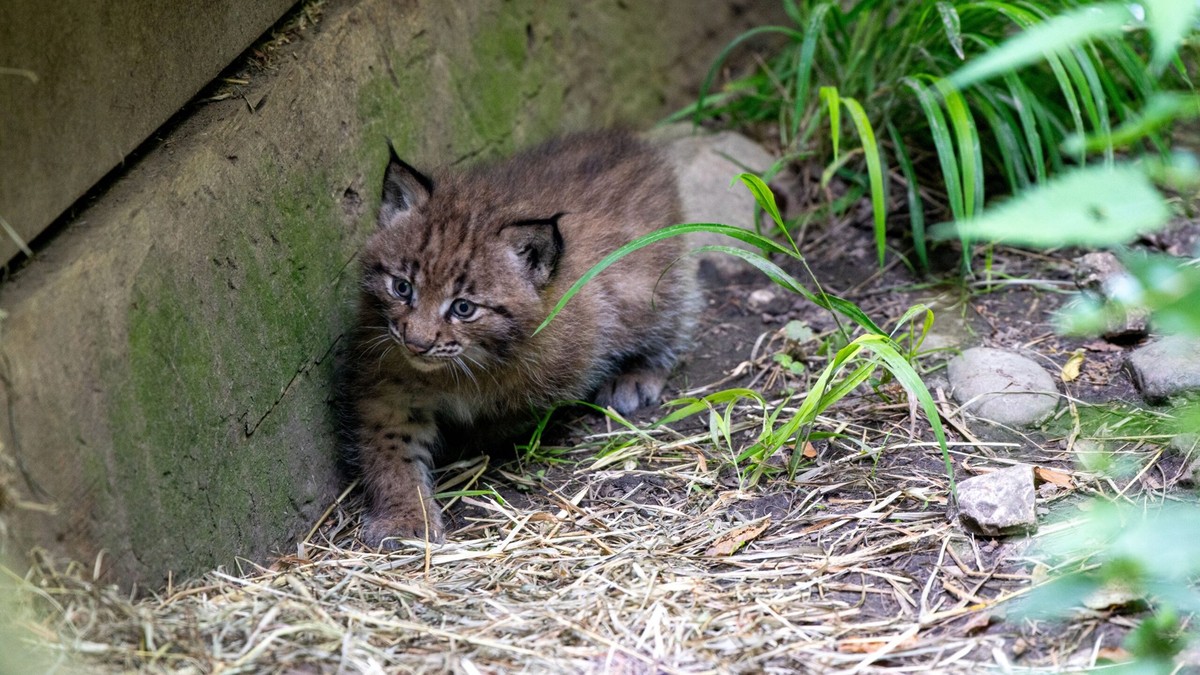 Die-Babyluchse-im-Tierpark-Goldau-wagen-sich-auf-ihren-ersten-Ausflug-