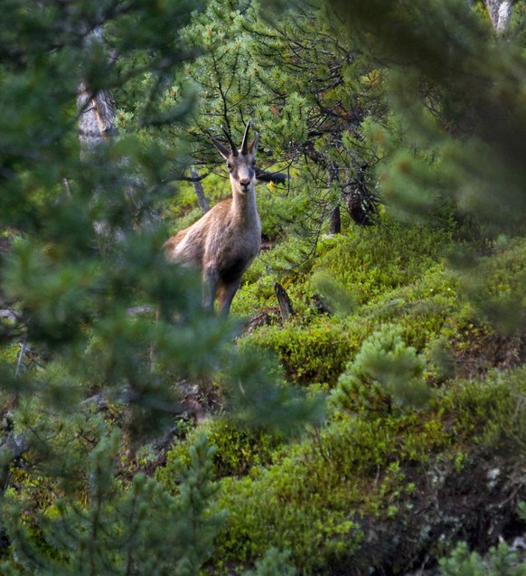 ZUM 100. JAHRESTAG DES SCHWEIZERISCHEN NATIONALPARKS IM ENGADIN AM 1. AUGUST 2014, STELLEN WIR IHNEN FOLGENDES BILDMATERIAL ZUR VERFUEGUNG - Gaemse im Schweizerischen Nationalpark, aufgenommen am 7. A ...