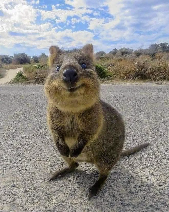 Die lustigsten Tierbilder der Woche: Quokka