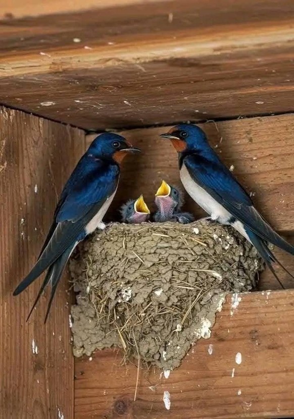 cute news tier vogel

https://ch.pinterest.com/pin/1121888957185075000/