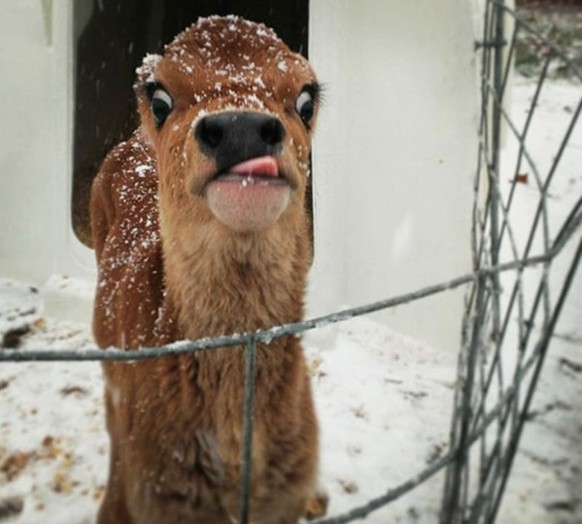 Lustige Tierbilder
Cute News
https://funnyfoto.org/unflattering-animal-photos-24-pics/