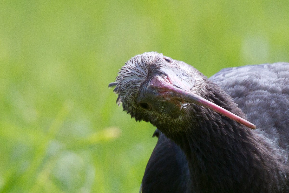 Wie könnte man den Waldrapp nicht lieben?