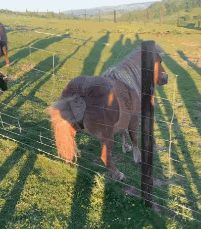 Animiertes GIF
