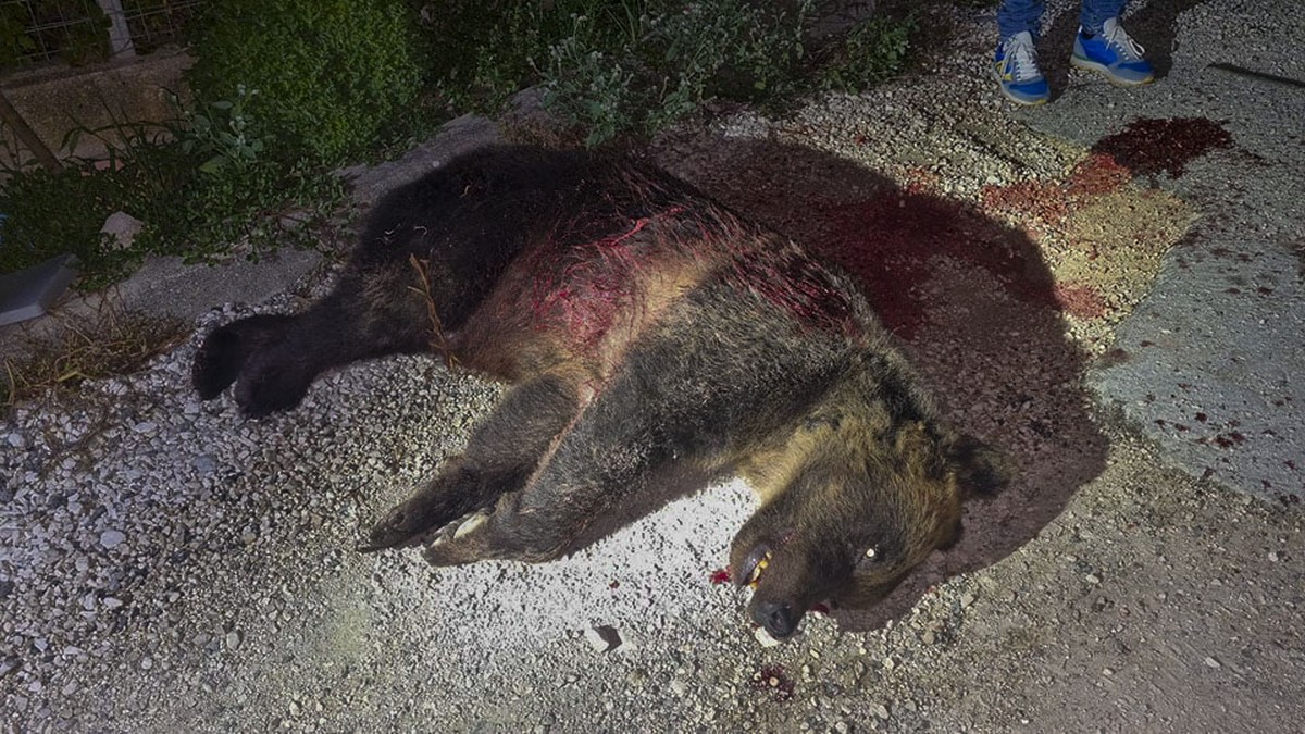 In this picture made available on Friday, Sept. 1, 2023 by the Parco Nazionale d'Abruzzo the body of she-bear 'Amarena' lies on the ground after she was shot inside the Abruzzo Park in  ...