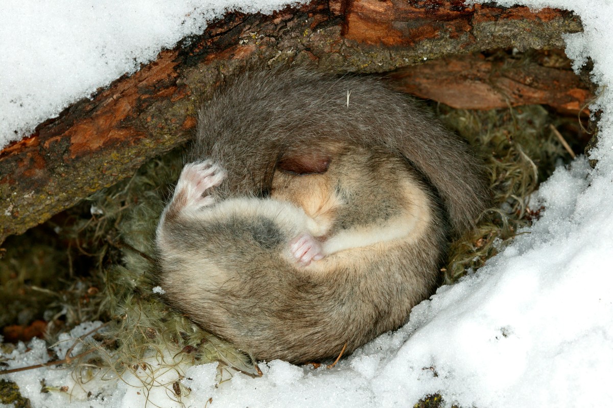 Siebenschläfer