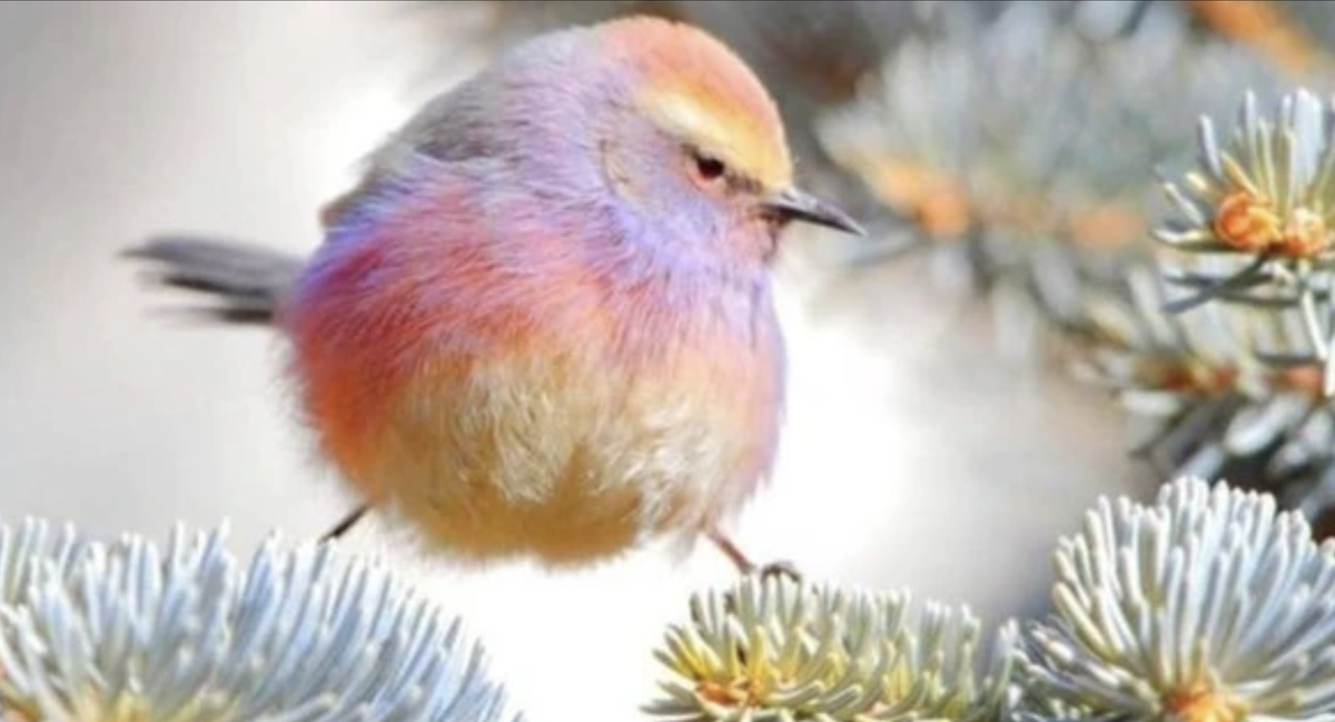 Mésange de Sophie