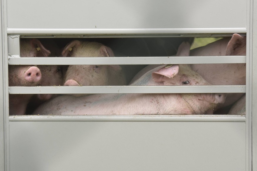Auf dem Betriebsgelände der Schweinezucht Gladau GmbH von Adrian Straathof in Alt Tellin werden Ferkel in Tiertransportern zu den Masthöfen antransportiert.