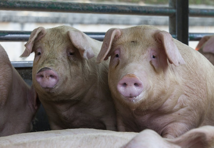 epa05936519 Pigs are seen in an arriving truck as sctivists from Hong Kong Pig Save protest outside Tsuen Wan abattoir, in Kowloon, Hong Kong, China, 30 April 2017. According to the vegan activists, o ...