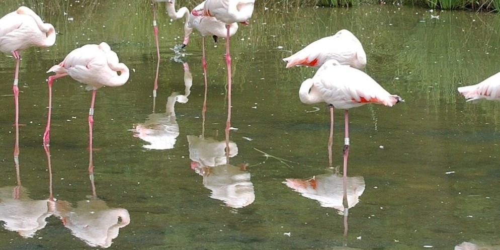 In diesem Teich im Berner Tierpark stehen die Flamingos normalerweise. (Archivbild)