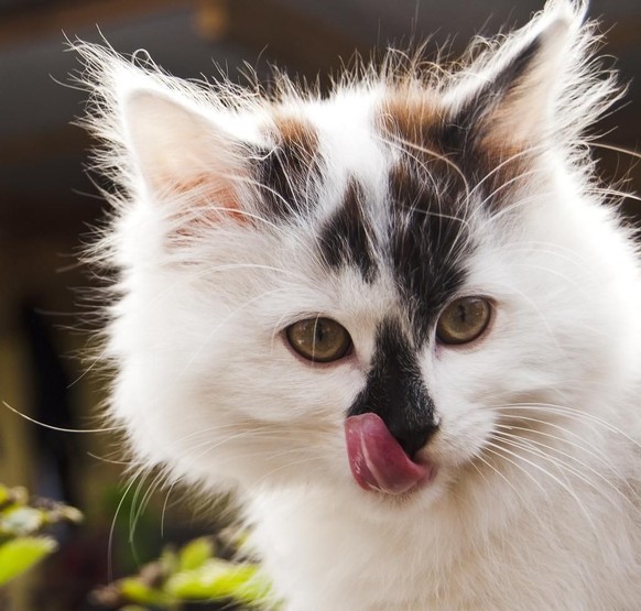 cute news tier katze

https://ch.pinterest.com/pin/407857309974628838/